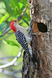 Red-bellied Woodpecker